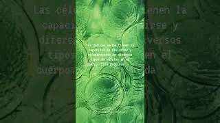 Capacidad de regeneraci&oacute;n de las c&eacute;lulas madre