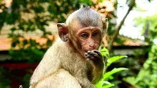 Very Much Hungry, Poor Baby Monkey Lori | Baby Lori Sad & Loneliness.