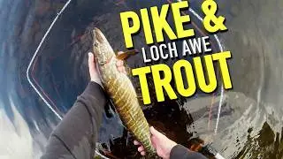 Deadbaiting for Pike Up Loch Awe I'd Do This To Catch More