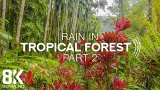 8K Tropical Rainforest - 8 HOURS of Relaxing Rain Sounds and Tropical Birds Chirping - Part #2