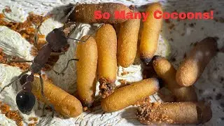 Giant Bull Ant Colony Growing | Myrmecia Analis Update
