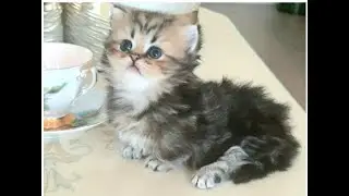 Munchkin cats health issues