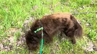 Dogs! 3 essential functions of adaptive attachment - especially for rescue dogs