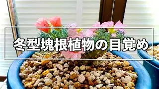 冬型塊根植物のお目覚め。ミラビレとかムルチとか