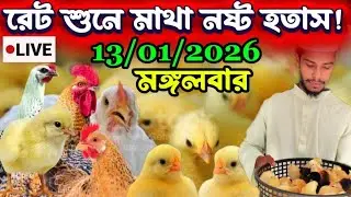 সকল মুরগির বাচ্চার দাম বেড়ে গেল | আজকের মুরগির বাচ্চার দাম | মুরগির বাচ্চার দাম | Murgir baccar dam