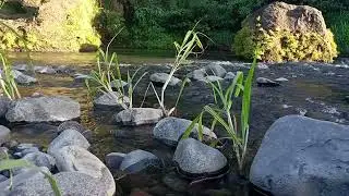 Crystal River Flow &ndash; Relaxing Water ASMR to Sleep Instantly