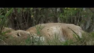 Marsh Pride Lioness Kaleo and cubs. Also,  update on Topi Boys. Back in the Mara Triangle