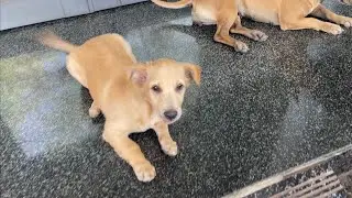 Simba is angry when his owner plays with another dog