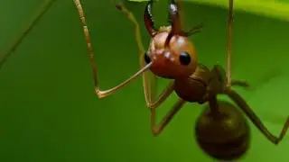 Here's Why Weaver Ants Are Called 