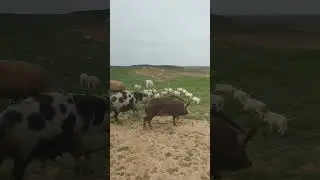 Маленькие попросята как блохи 😂 #свиноферма #деревня #поросята #свиньи