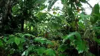 AMOTSIKELY , promenade dans la nature ,dans la verdure ...
