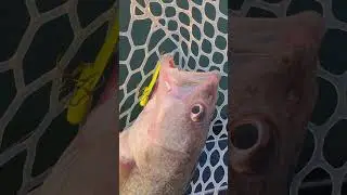 Jigging Lake Erie Walleye 💥
