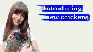 How to introduce new chickens | Vlog | According To Jess