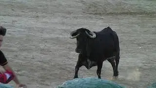 Pinoso Fiestas 2017 - Bull Run