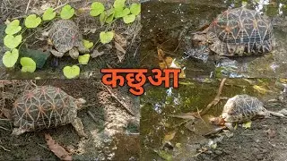 कछुआ//tortoise//#newvideo//#कछुआ//#tortoise//#video 