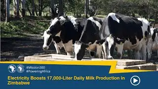 Powering Productivity: Reliable Energy for Zimbabwe&rsquo;s 17,000-Litre Dairy Farm