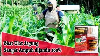 Obat Manjur Membasmi Hama Ulat Untuk Jagung [] INSEKTISIDA Bintang Gold 55 EC