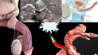 GET HARDER ERECTION NOW FIX ERECTILE DYSFUNCTION / BETTER ERECTION FOR BETTER BEDTIME