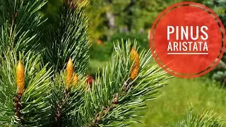 Сосна остиста. Pinus aristata
