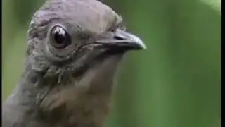 Road man shaq - with bird
