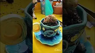 Arte Suculento! #шорты #суккуленты #сад