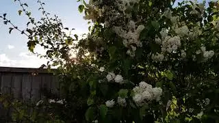 White lilac  (белая сирень)