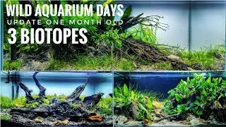 UPDATE ONE MONTH OLD - BIOTOPES WILD AQUARIUM DAYS