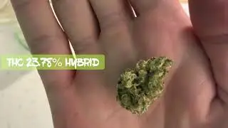 Nuleaf&rsquo;s Ego Checker courtesy of Green dispensary