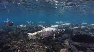 千歳川の野生冬サケ2026 Winter-run wild chum salmon in the Chitose River