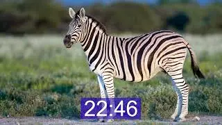 30 Minute Timer- Zebra Sound When Time's Up