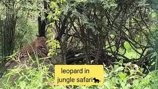 Bannerghatta zoo and jungle safari mini vlog