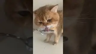 Happy Cat, Feeding Cat