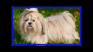 Shih Tzu: Darauf müssen Sie in der Erziehung achten