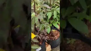 vendor vlog 041824 peony sale at homedepot