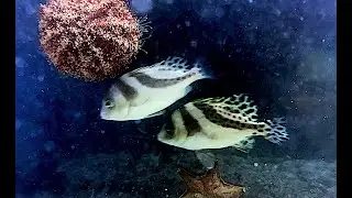 コショウダイ 若魚　young fish Crescent sweetlips　Plectorhinchus cinctus