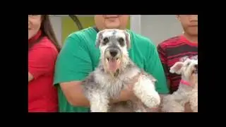 Davao Dog Lovers Community - 