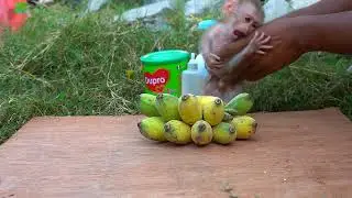 Cute Baby Monkey Roki plays in the big bowl and sucking milks by dad