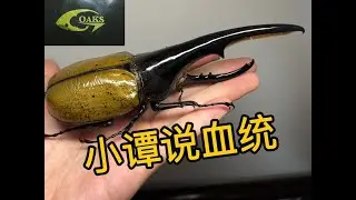 无冕之王，日本NO.1，OAKS血统解析【小谭说血统】