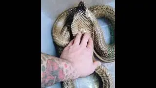 🐍Brown cobra 🐍Touching heand 😱#shorts#brown#cobra#status#vkbhojpuristatus#snack#shorts
