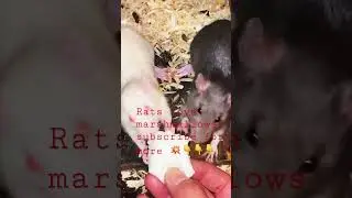 Rats 🐀 love to eat #subscribe #livefeeding #python #rat #breeding