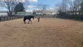 Invy free lunging