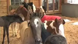 Last_Chance_Corral_WEB.mov