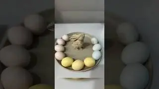 Last Minute Easter Egg Decor Hacks for Beginners
