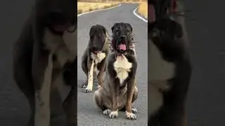 2 Sher Jashe Dog's breeds 🥰🫣 #pigeonshorts #dogshorts #indiandogs #pitbulldog #trendingshorts