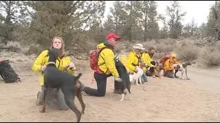 Search & Rescue K9 Team - Sweeps PKG (AP Award Winner)