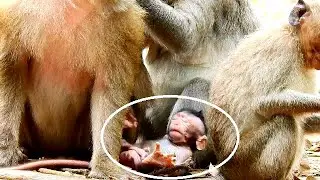 WHAT WRONG HAPPEN ON BABY JINX / OLD MOM JADE & BABY JINX