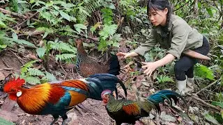 Survining alone in the forest:The girl a trap and luckily caught a will chicken