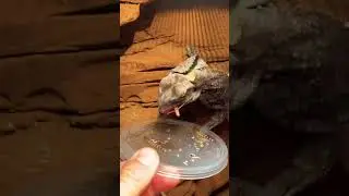 Frilled Dragon Eating #frillednecklizard #frilleddragon #lizard #reptiles #animals #pets #yummy #fyp