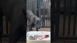 Panther eats over 100g protein for breakfast