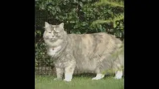 Cat fencing solutions for total peace of mind.  #catio #safecat #thegreatoutdoors #wildatheart
